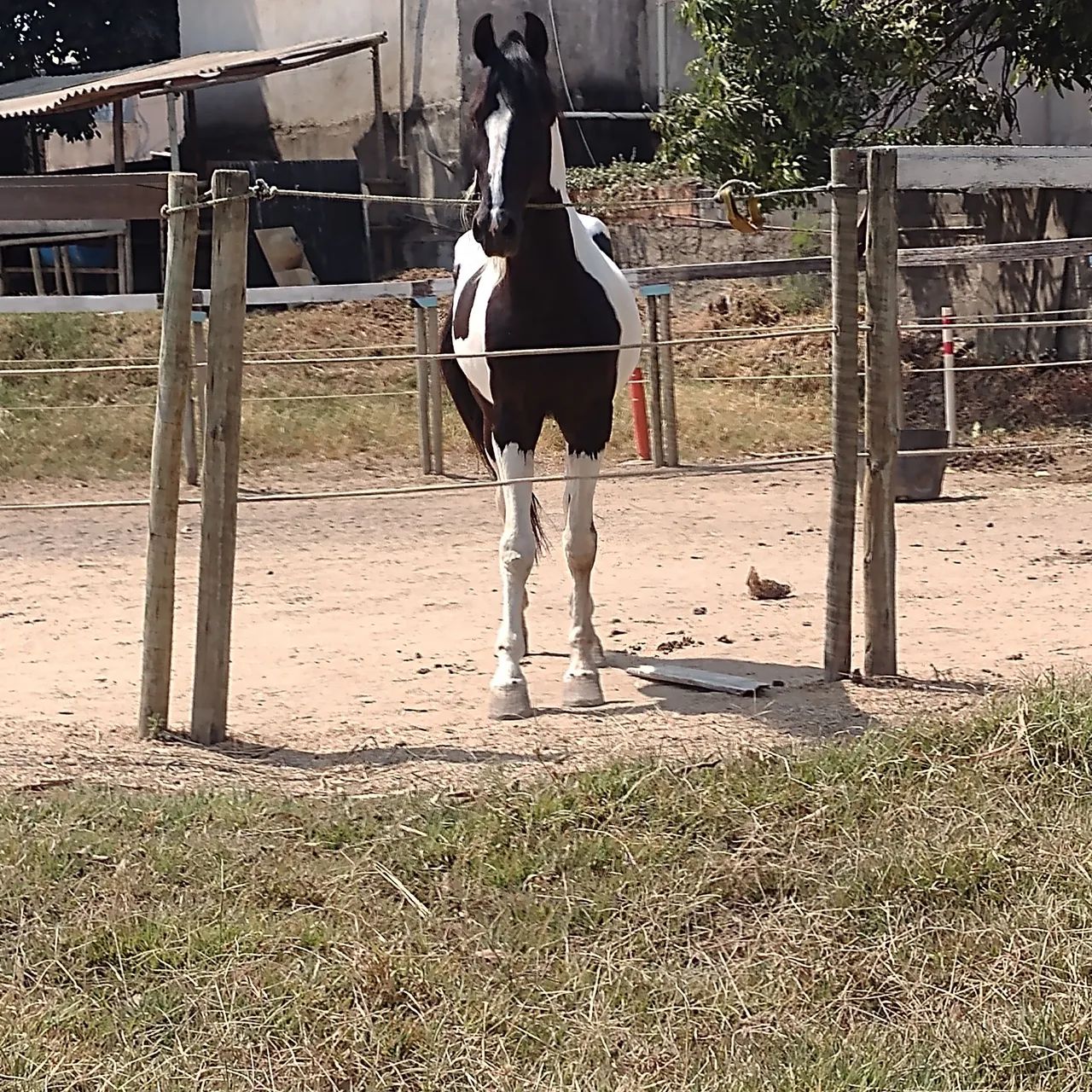 Cavalo pampa de preto, - Foto 4
