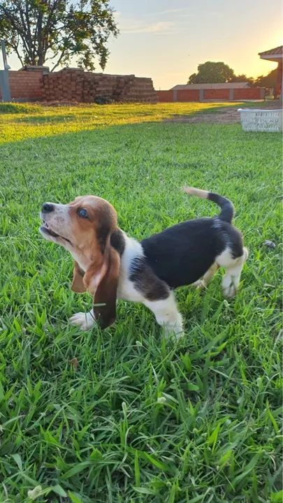 FILHOTES DE BASSET HOUND  - Foto 4