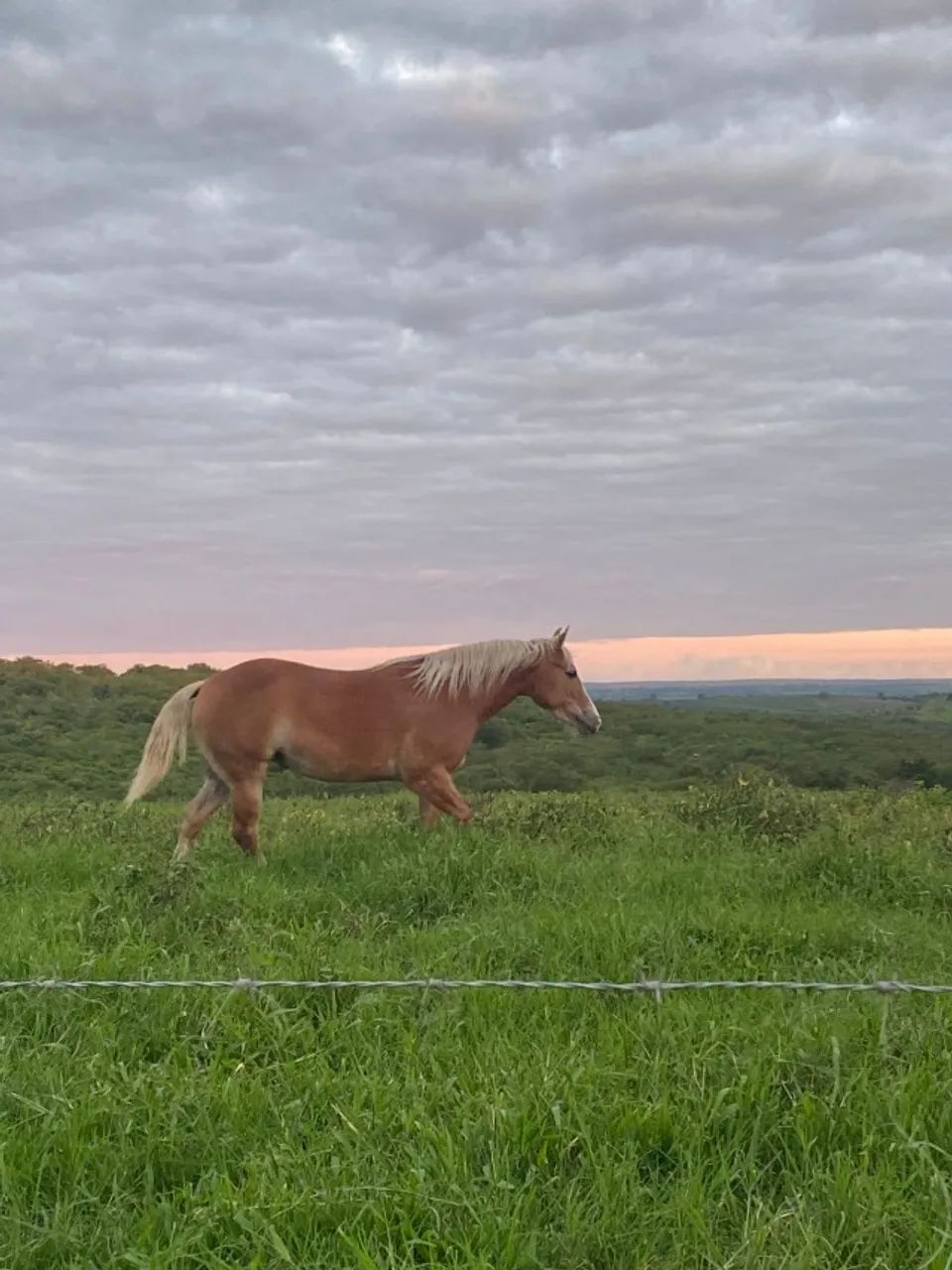 Égua de 3 anos - Foto 3