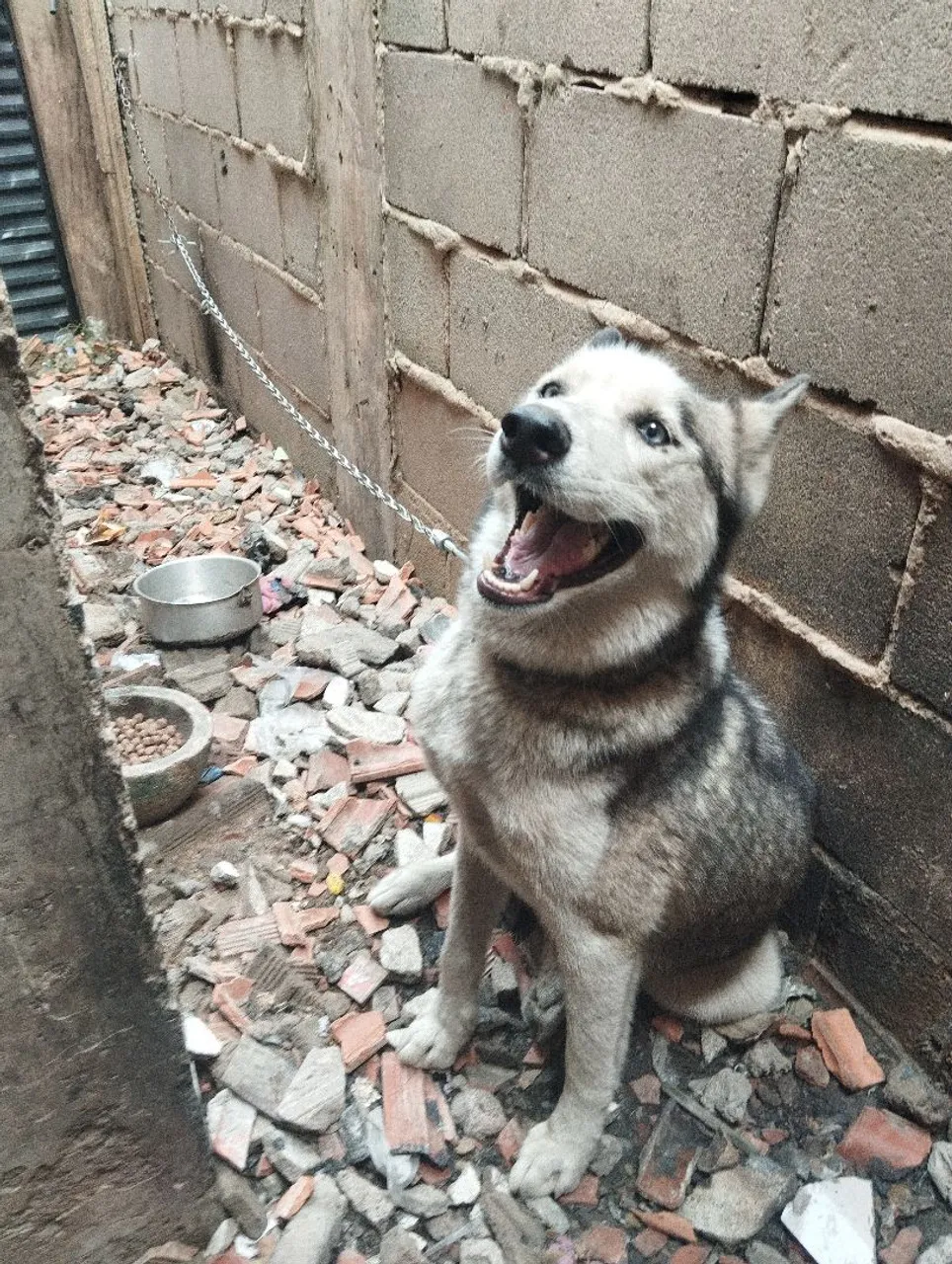 Husky Siberiano Alegre para Adoção