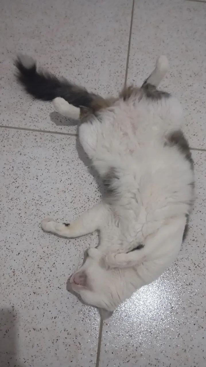 Gato branco e cinza para adoção castrado