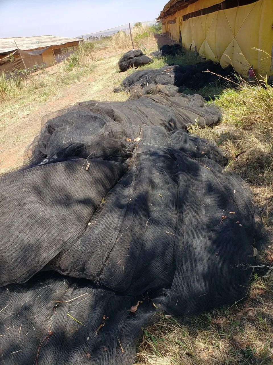 Tela para uva - Foto 2