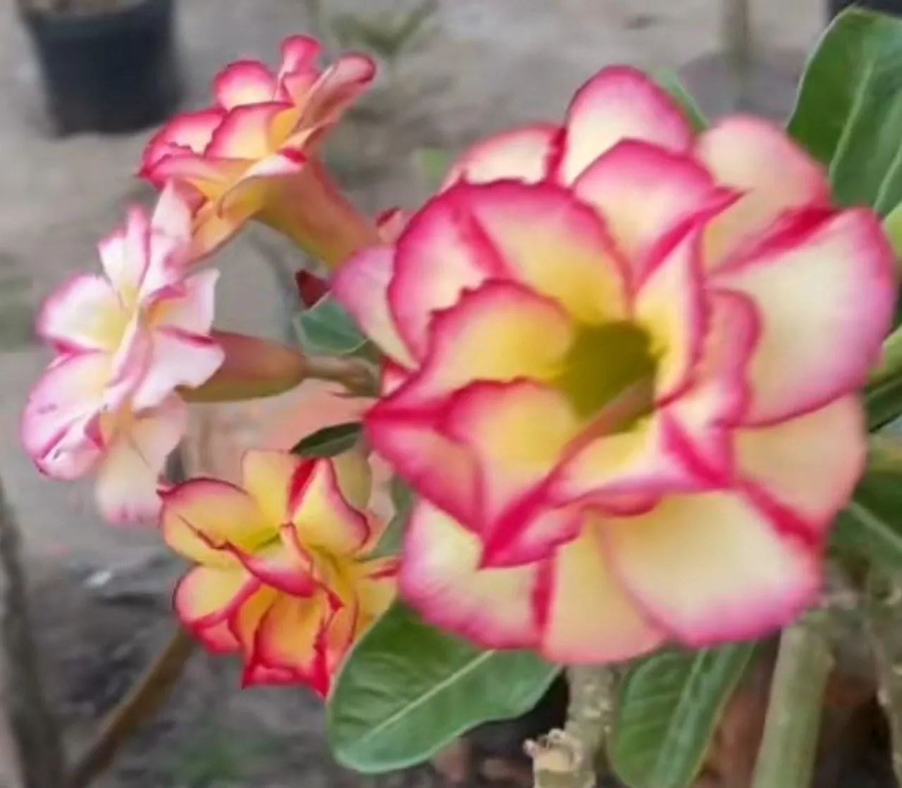 Rosa do deserto (envio)pelo site - Foto 4