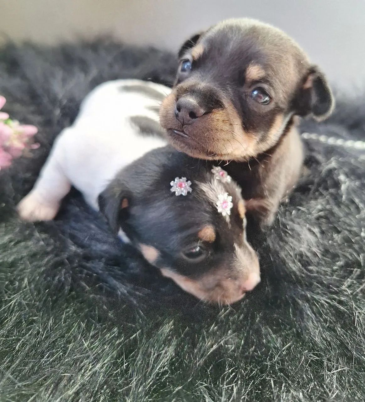 Filhotes de Pinscher N1 FEMEA e MACHO  - Foto 3