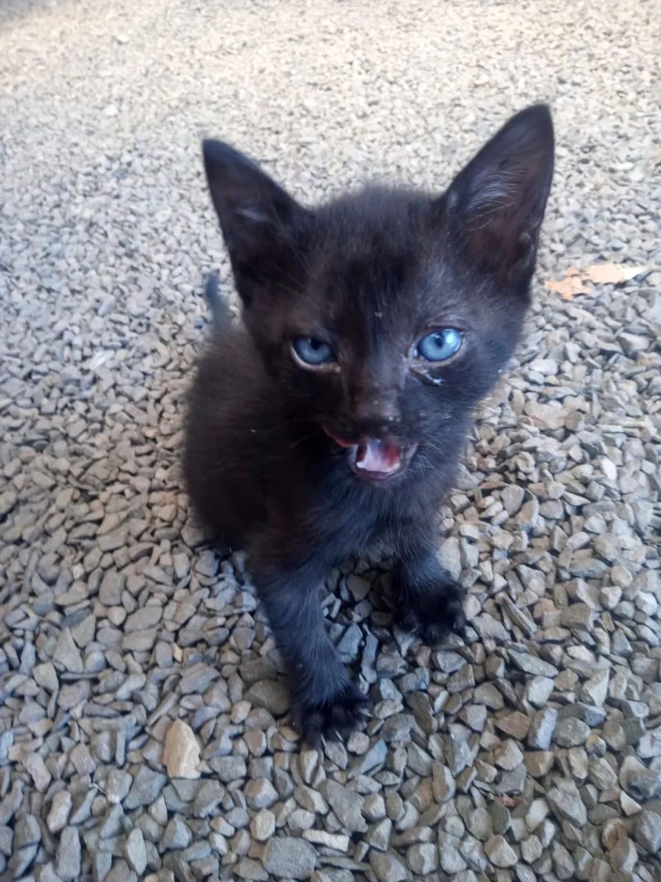 Doação  de gatinhos