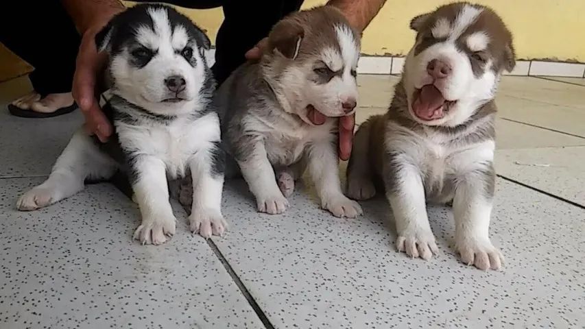 Husky Siberiano- 3 Machinhos lindos preto e branco e red com 65 dias- Dani