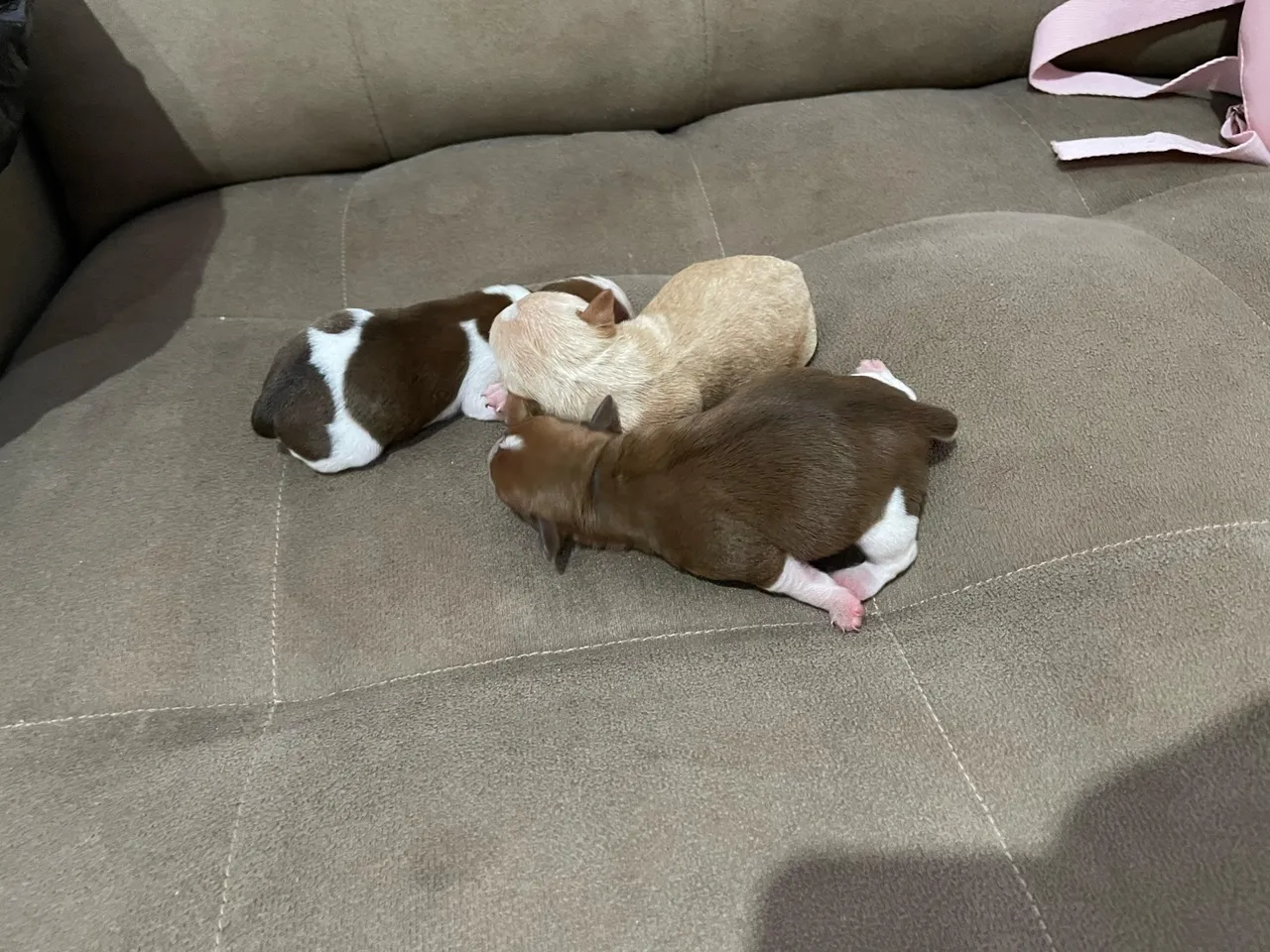 VENDO Filhote Pinscher 
