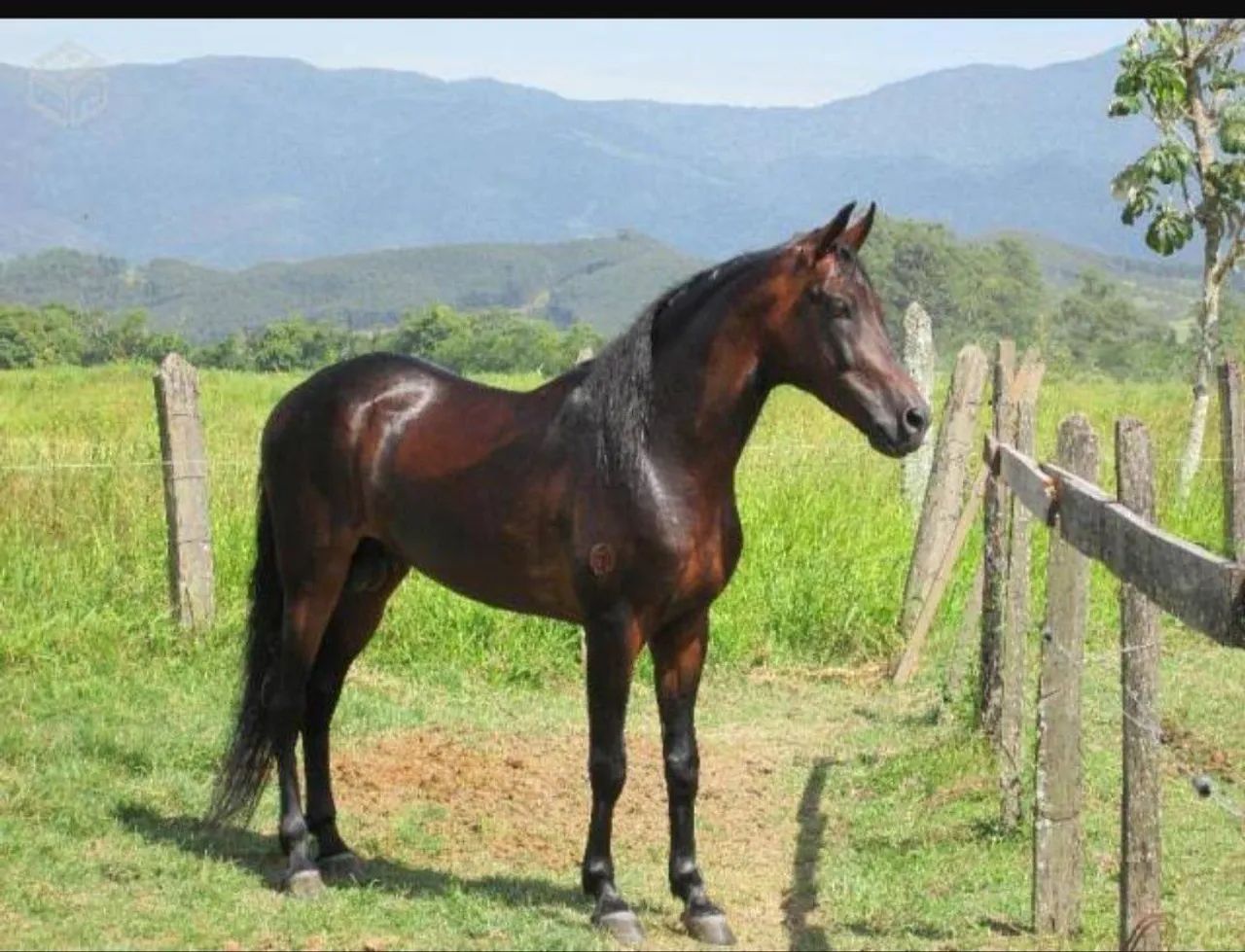 Cavalo Mangalarga Marchador