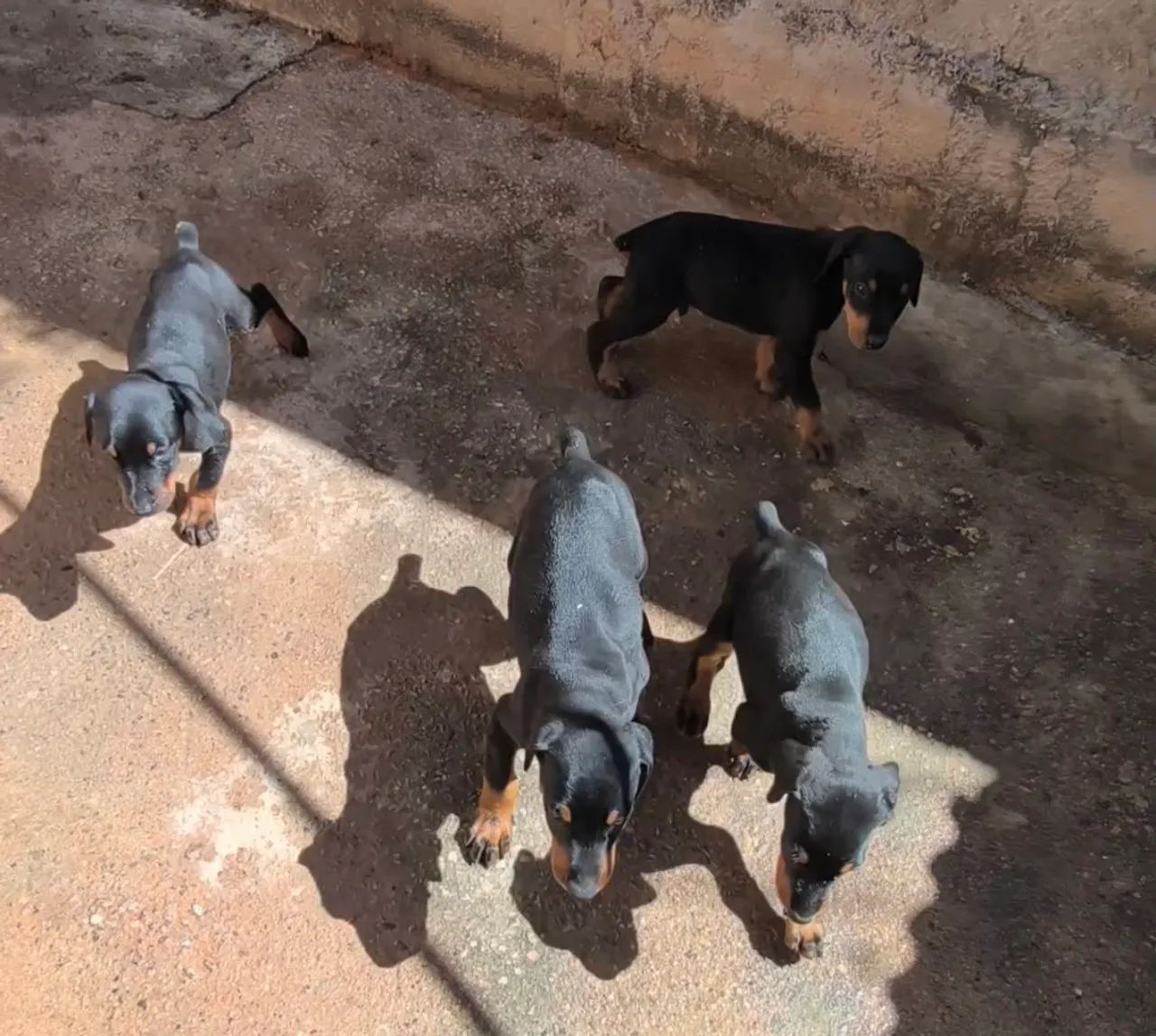 Filhotes de Doberman com 42 dias de vida pães no local  - Foto 3