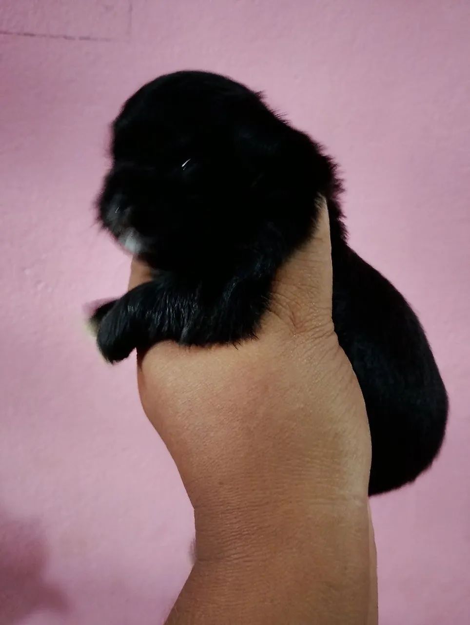 Shitzu 100% puro - Foto 5