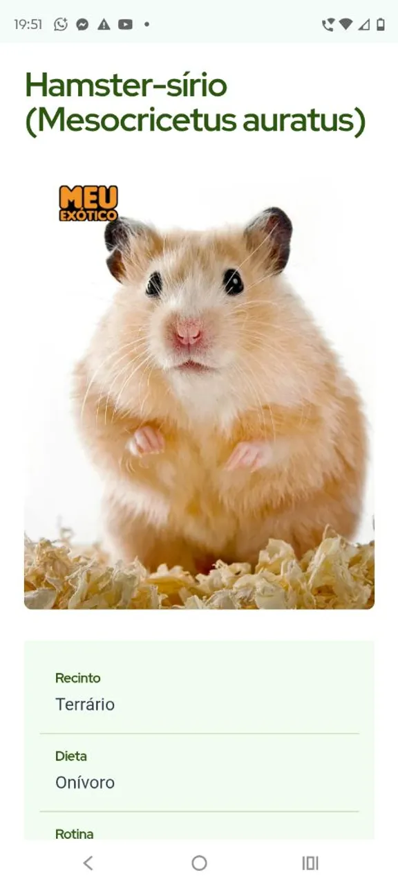 Hamster filhotes