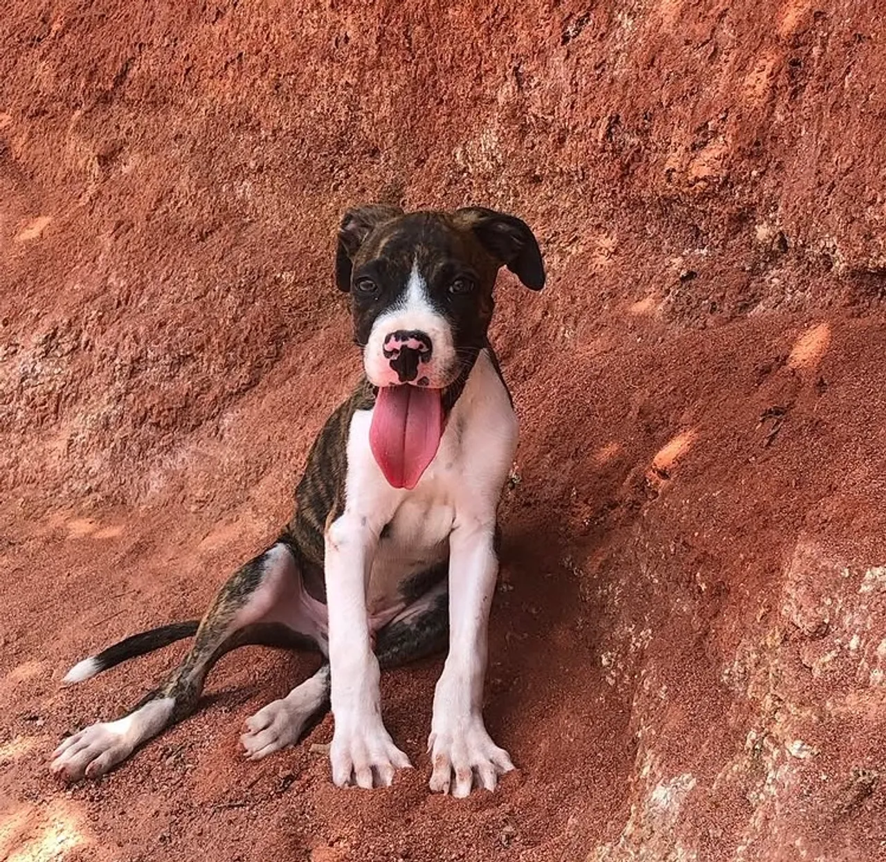 DOAÇÃO Lindo Filhote de Boxer