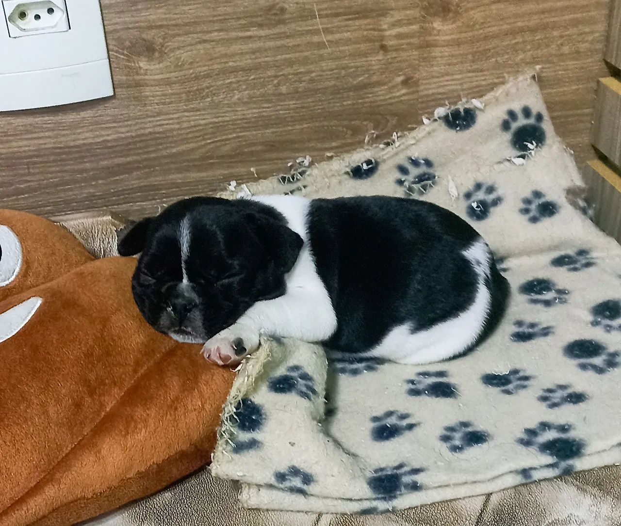 Filhote de Bulldog Francês - Foto 3