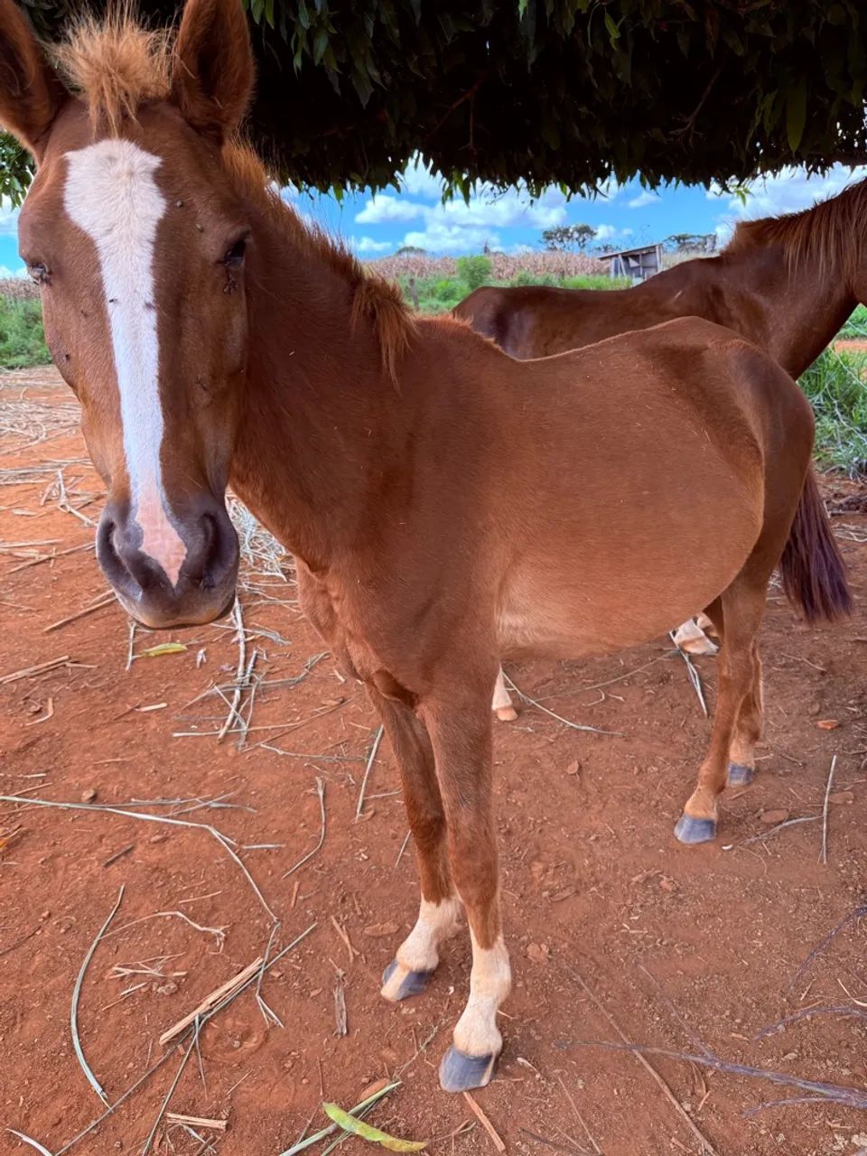 Potra Mangalarga - Foto 3