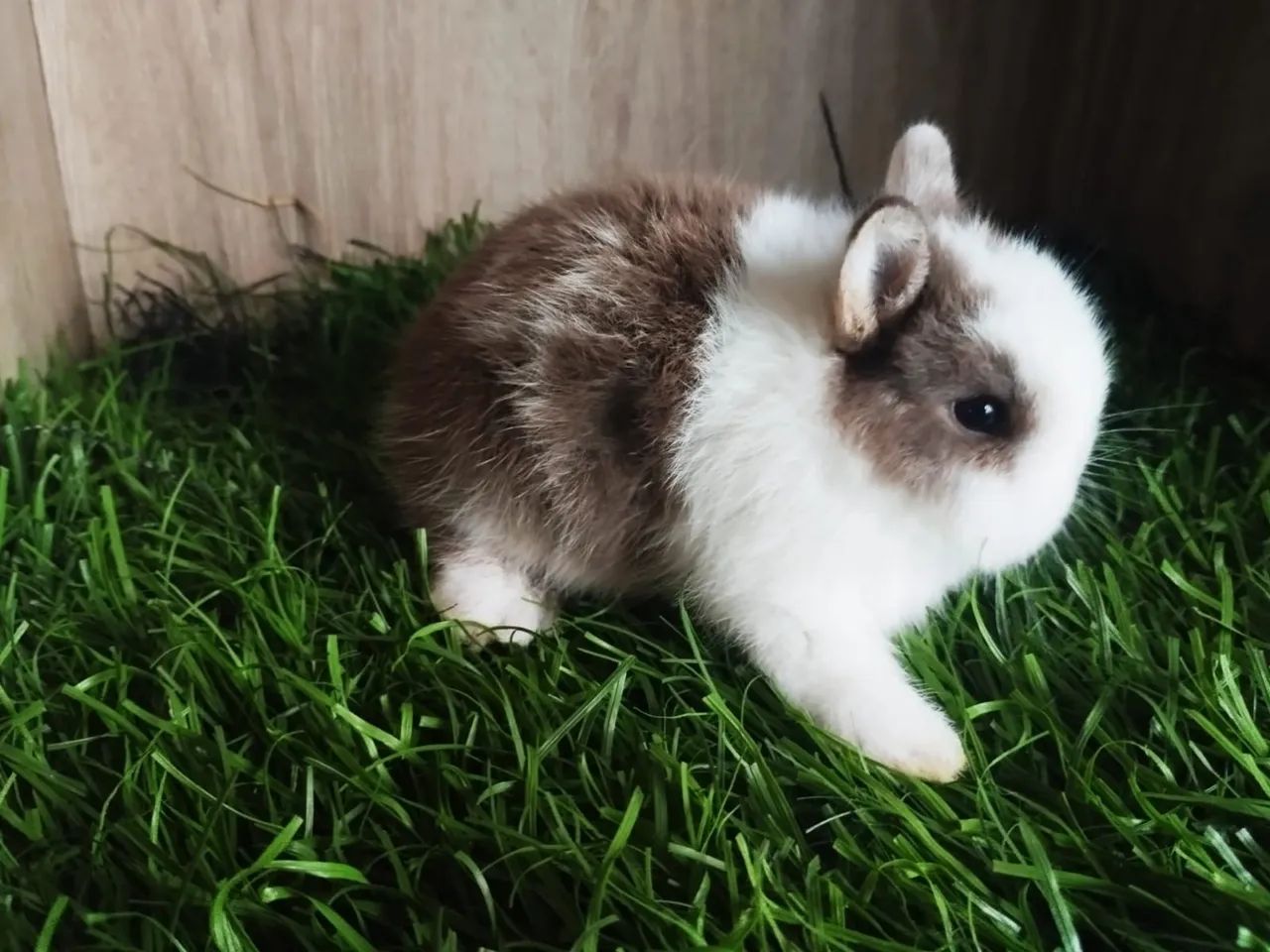 Coelhinho bebê, peludo e fofinho!