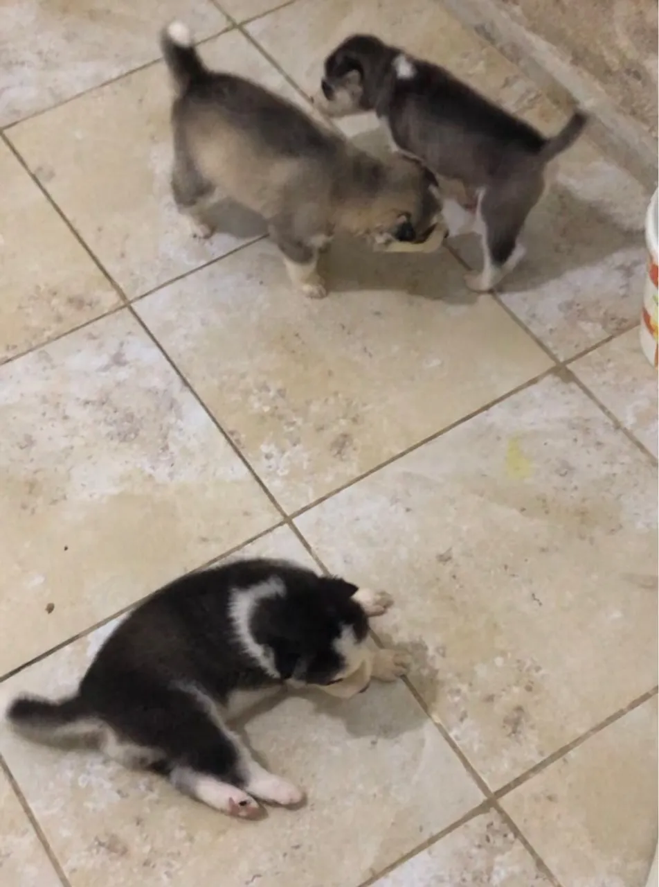 Filhotes de husky siberiano 
