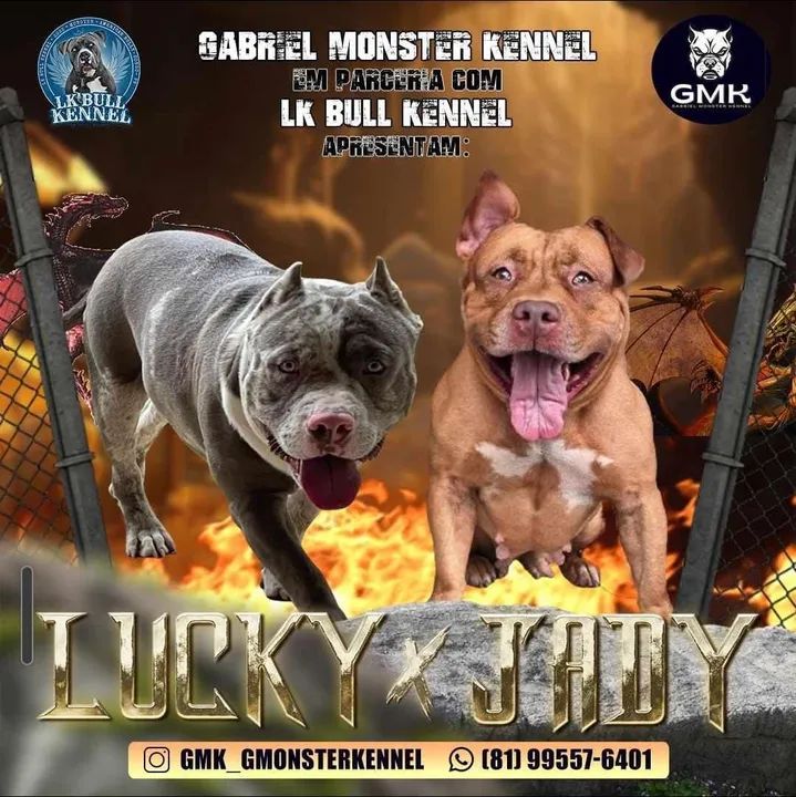 Filhote Pitbull - Foto 6