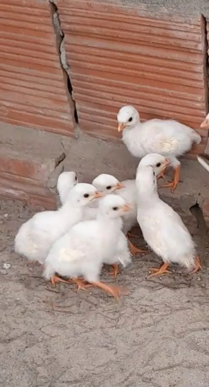 Pintos de Frango - Brancos