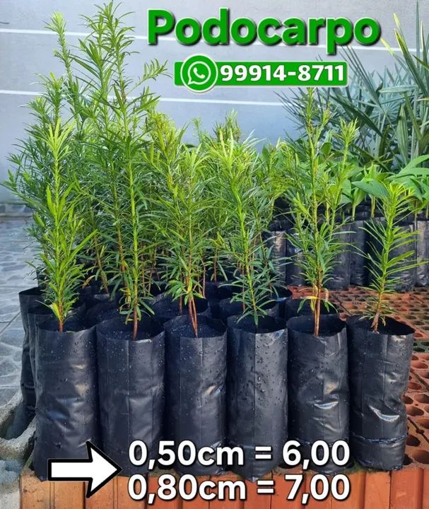 Podocarpos para cerca viva - Foto 2