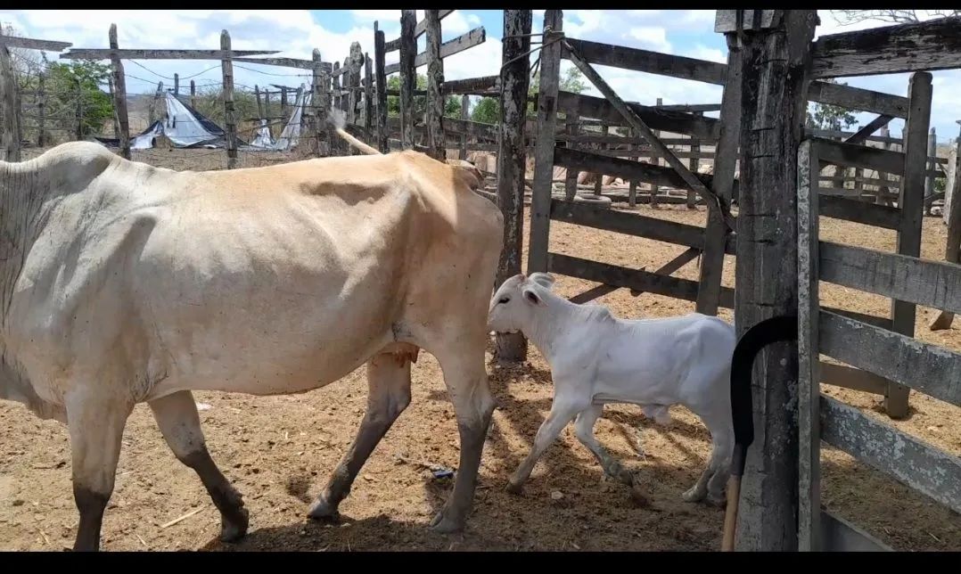 4 vacas e 1 bezerro pra vender logo - Foto 4