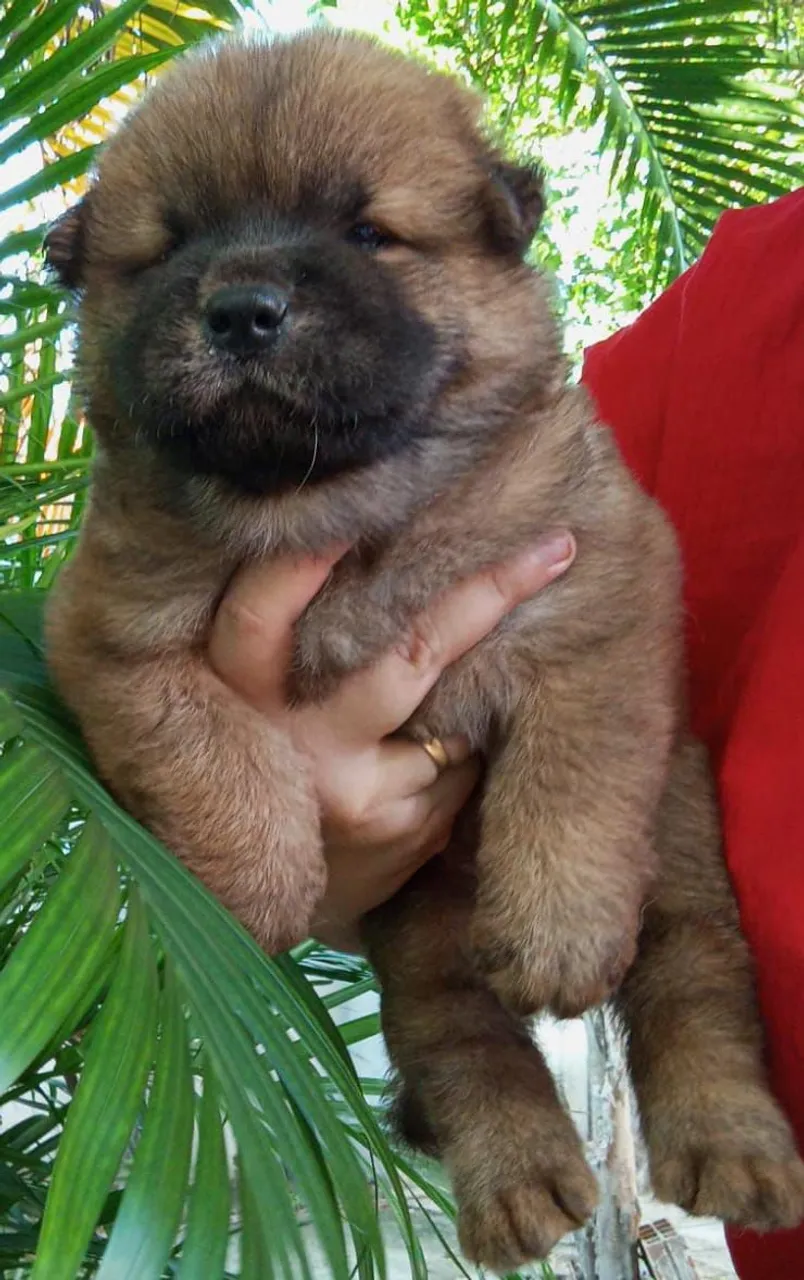 Filhote de Chow Chow 