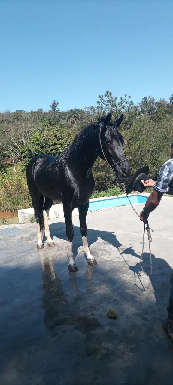 Garanhão Pampa de preto  - Foto 3