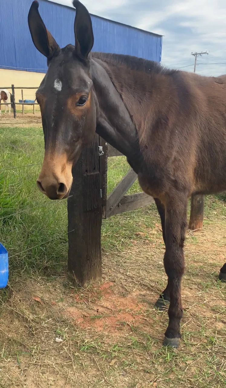 Burro preto 15meses 