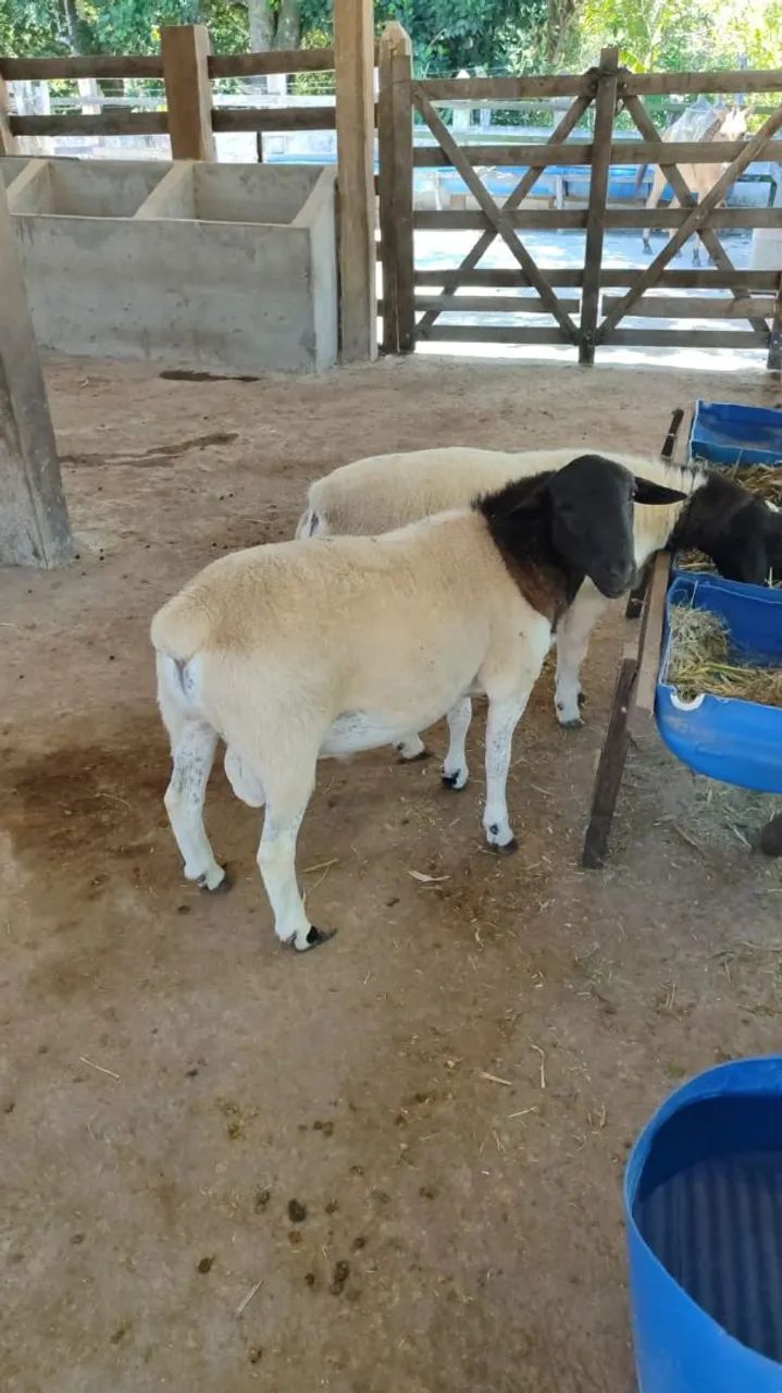  Vende se Carneiro doper - Foto 2