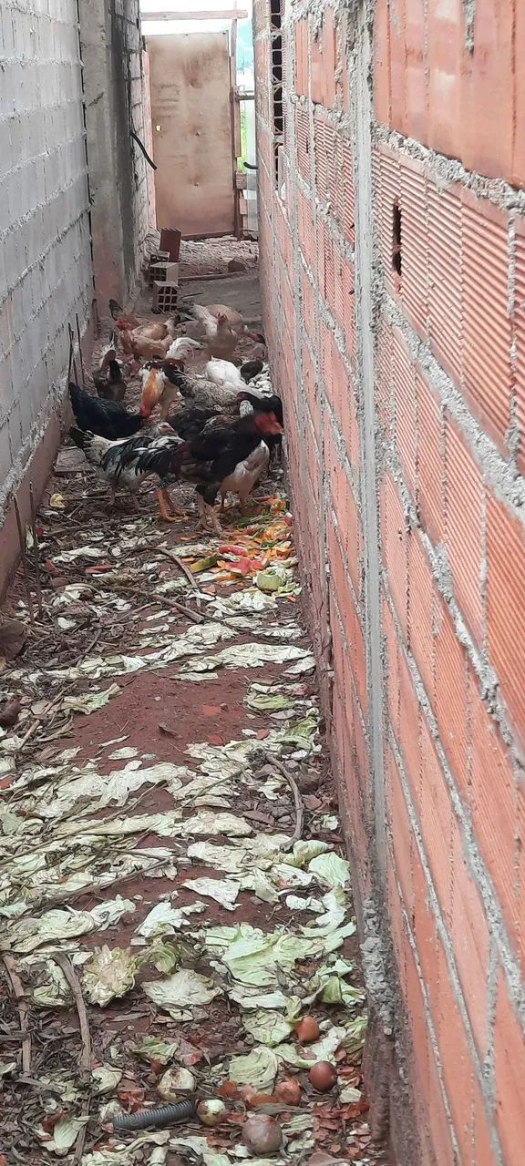 Galos e galinhas caipiras