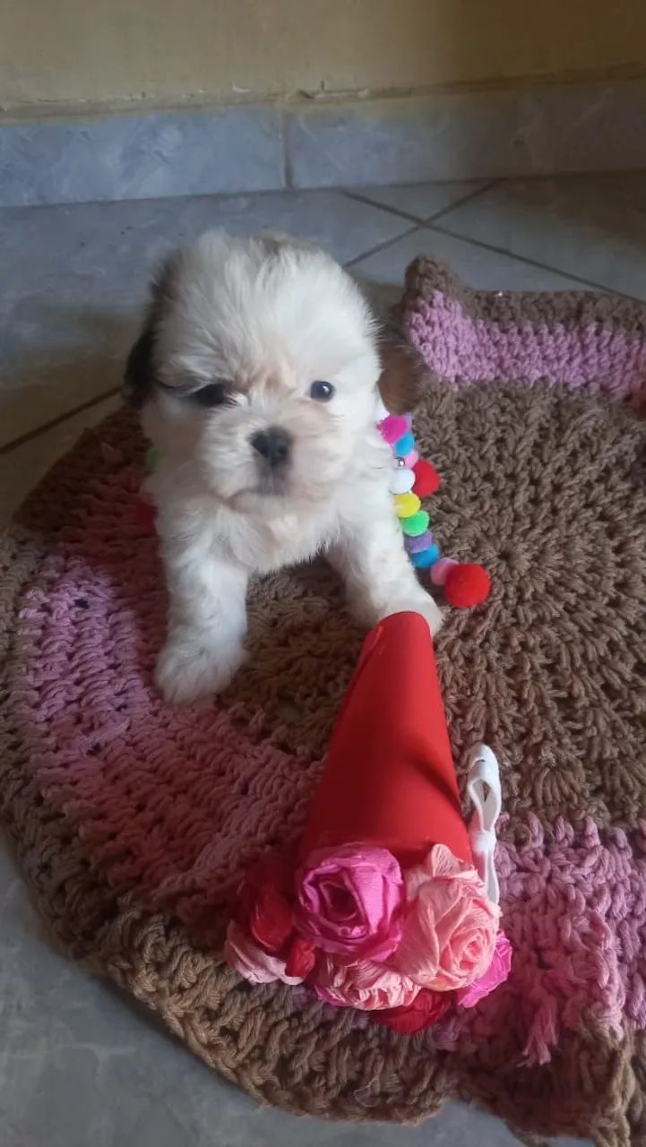 Filhotes de Minie Shih Tzu lindo - Foto 2
