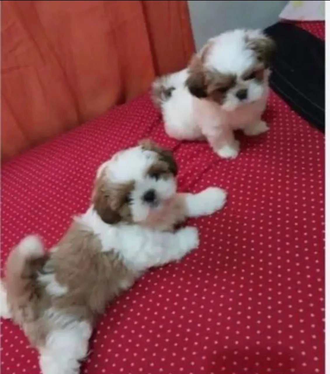 Filhotes de Shih Tzu Mini disponível divido até 12x