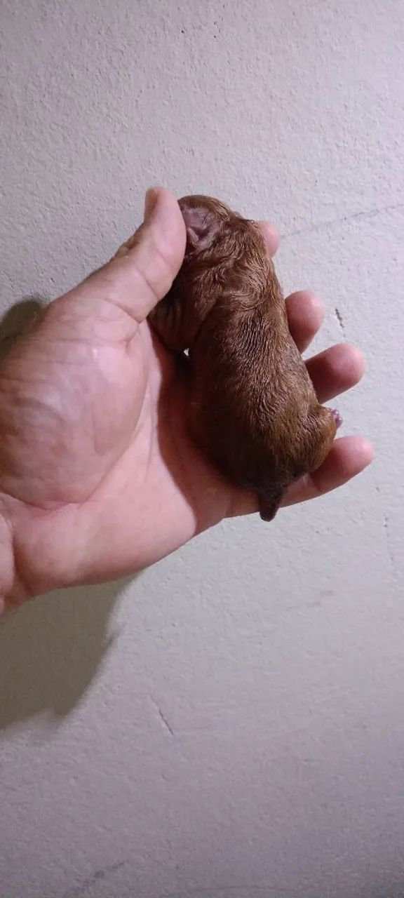 Filhote de poodle disponível fêmea e macho - Foto 5