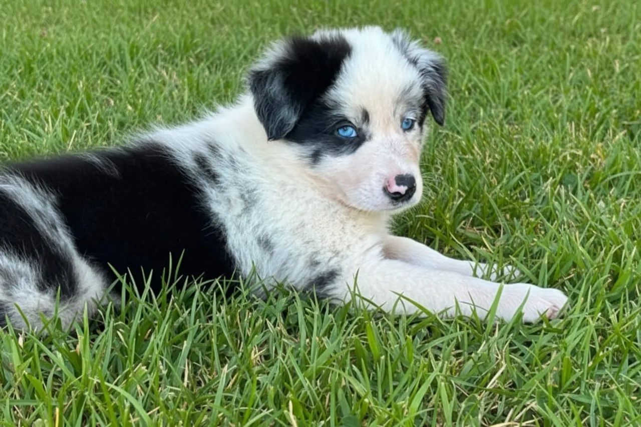 Filhote Border Collie fêmea e macho  - Foto 2
