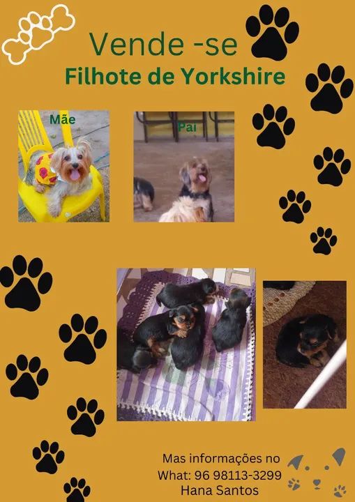 Filhote de Yorkshire 