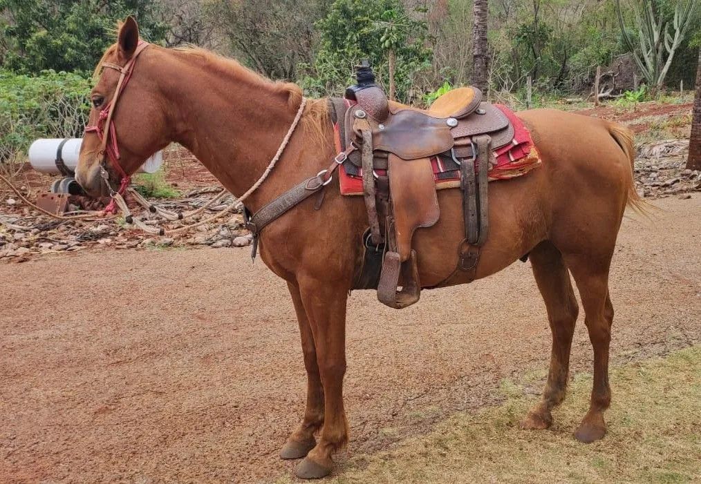 Cavalo Quarto de Milha - 9 anos - Castrado - R$ 2.500 - Foto 4