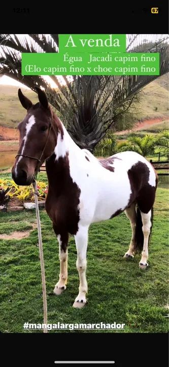 Égua mangalarga marcha de centro