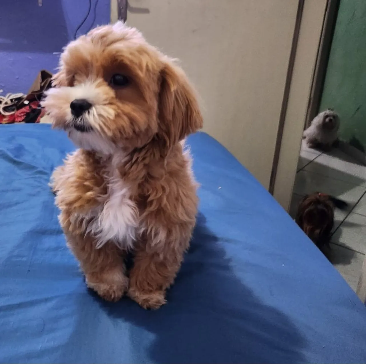 Lhasa Apso Fêmea