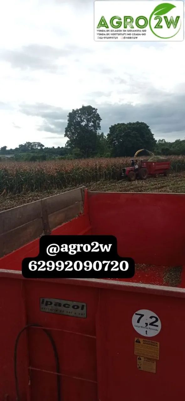 Silagem de milho na promoção  - Foto 2