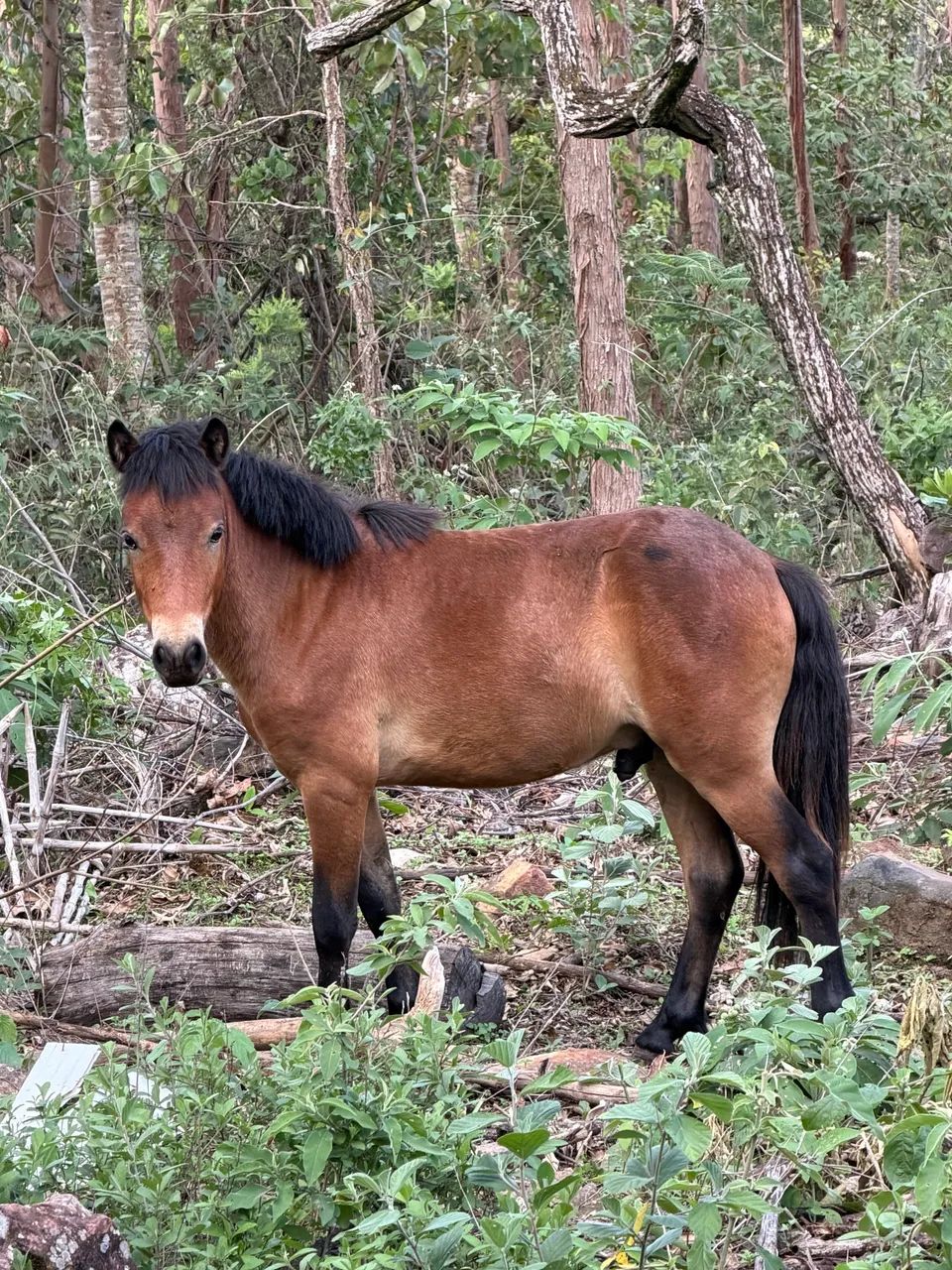 Vendo pônei mini ponei 90cm de altura 