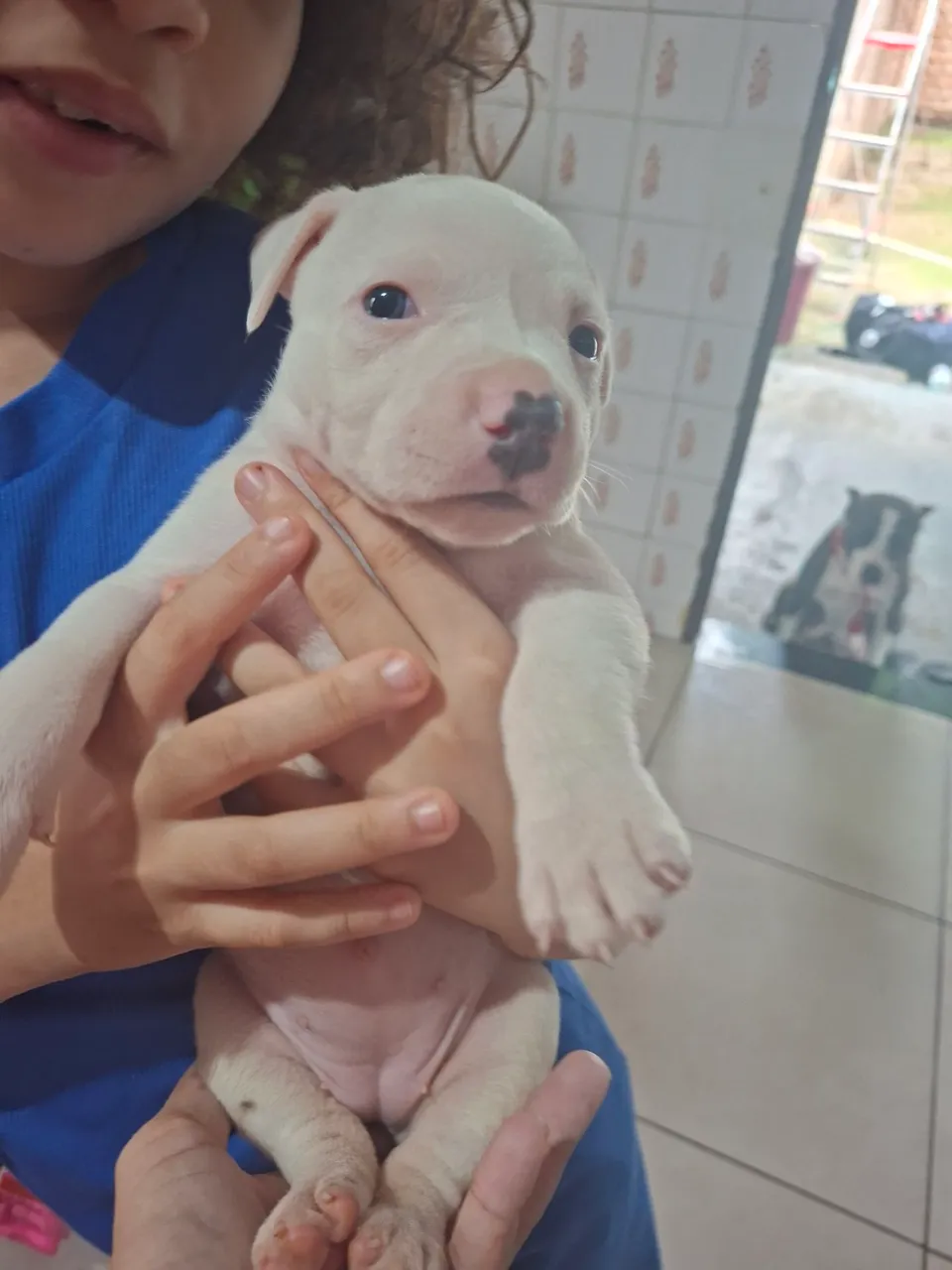 Filhote de Pitbull fêmea pit monster 