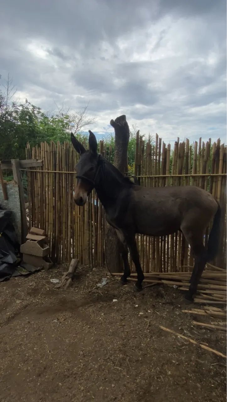 Burro de patrão  - Foto 2