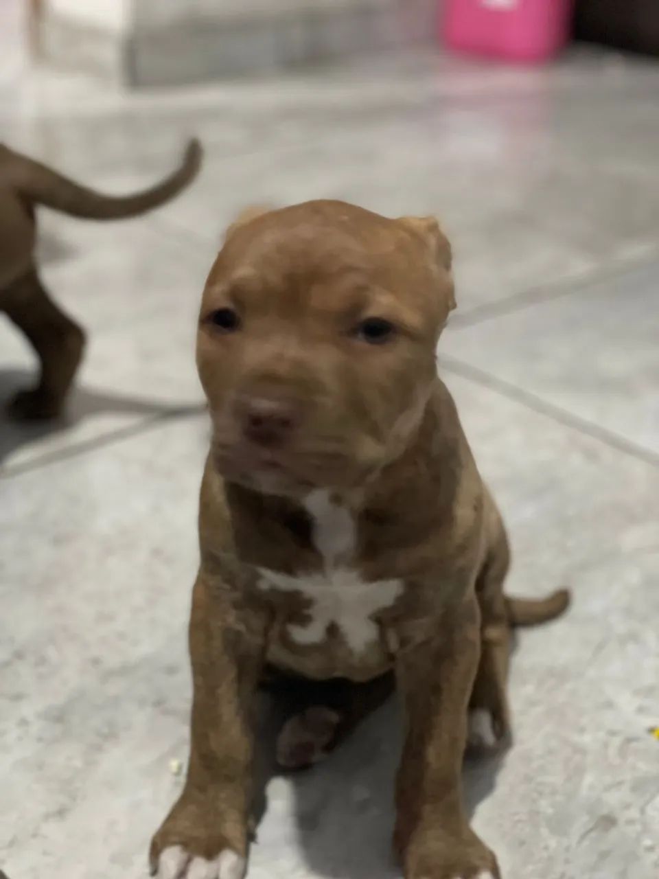 Filhotes pit bull - Foto 5