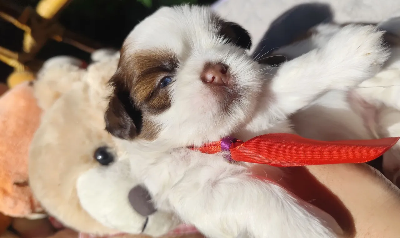 Filhote de Shih Tzu disponível para reserva