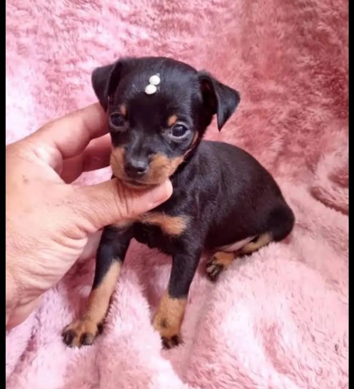 Filhote Pinscher Fêmea (( Promoção))