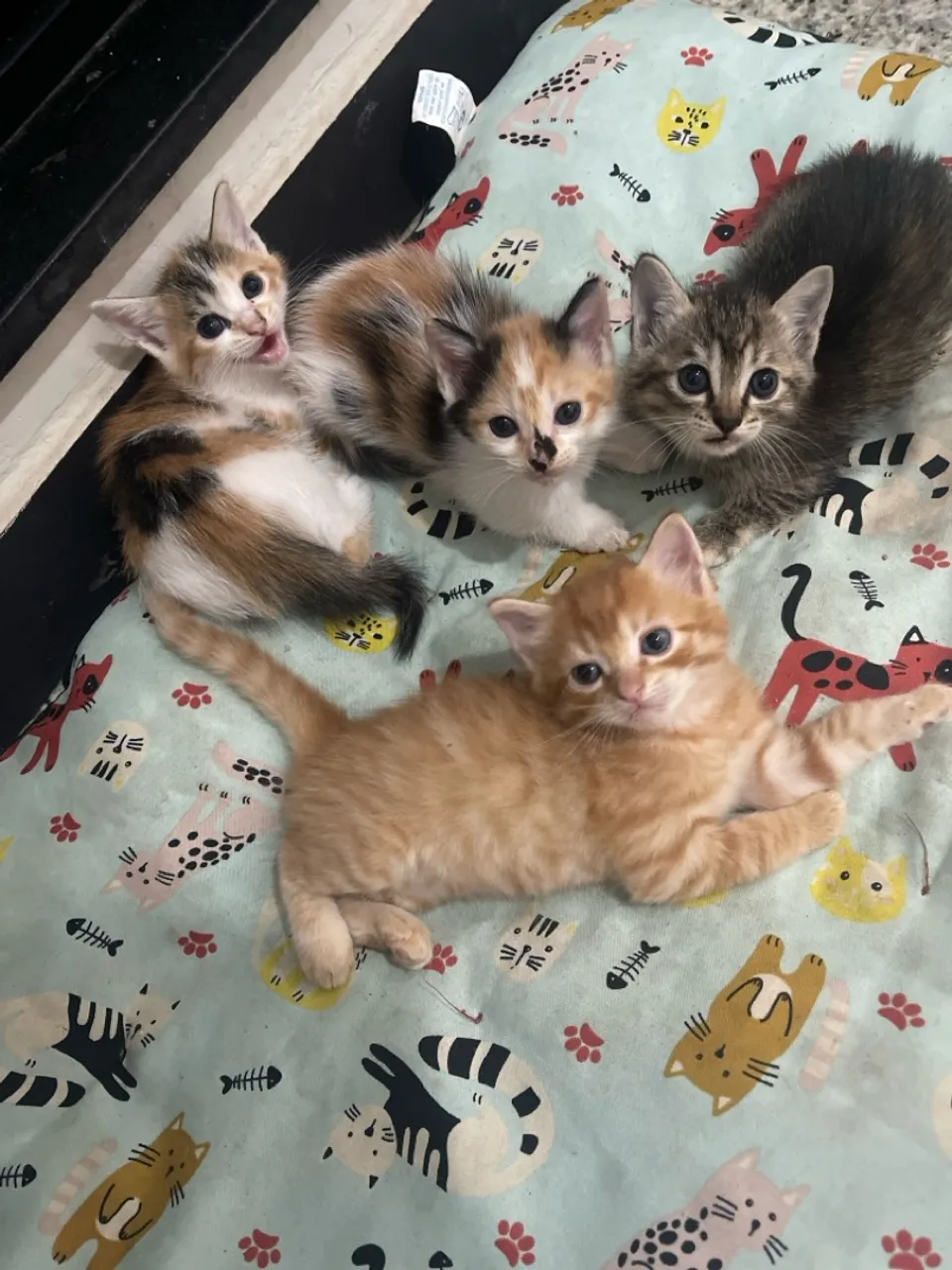 Filhotes de gatos fofinhos para adoção
