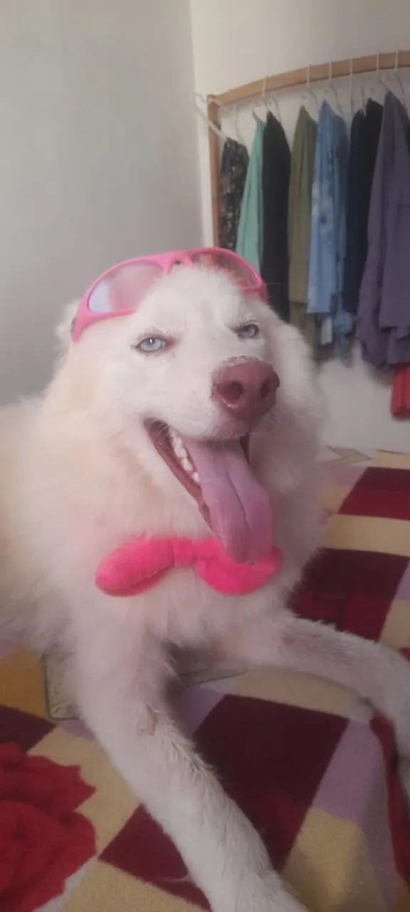 Husky Siberiano Charmoso e Estiloso