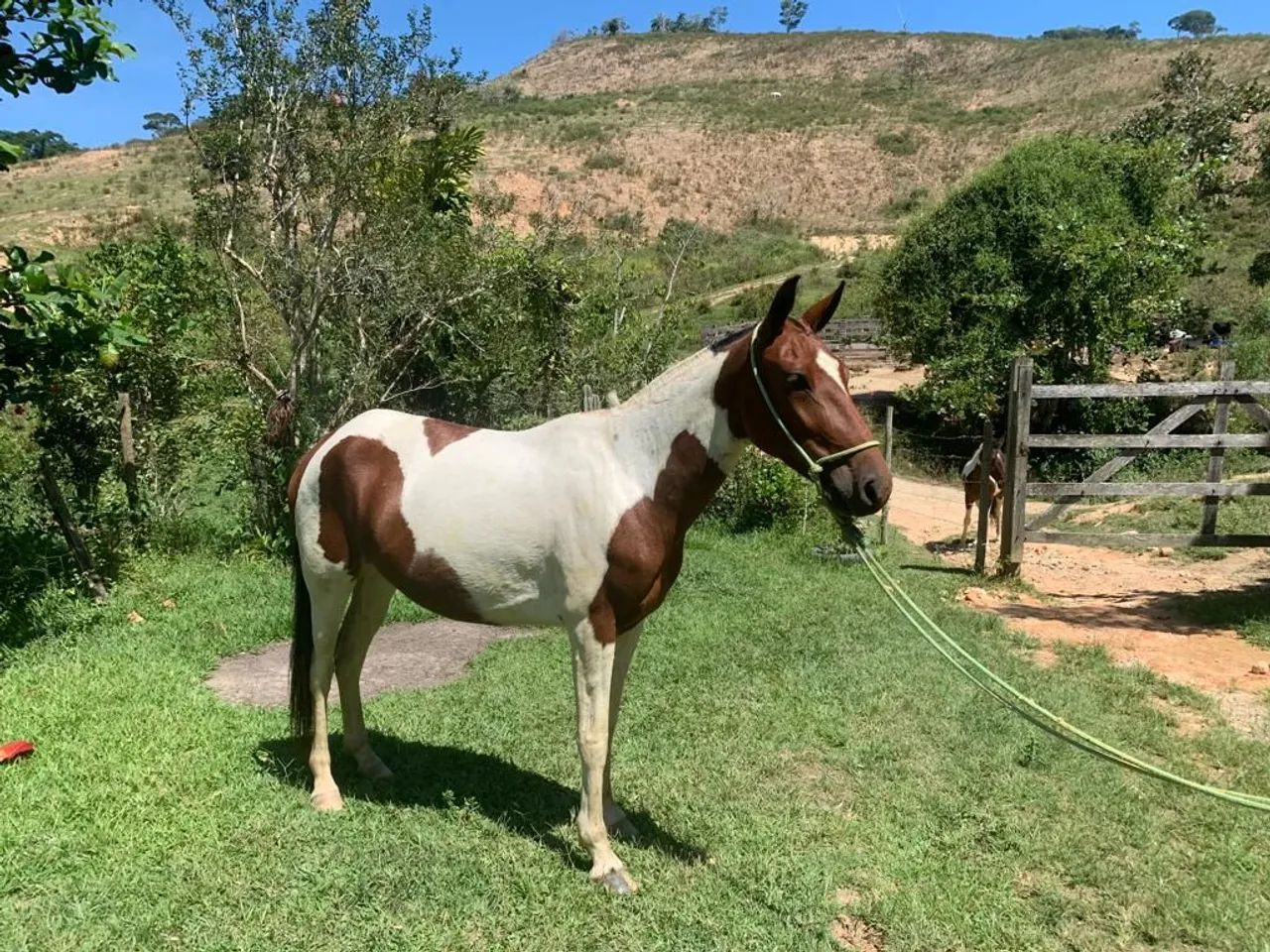  Vendo Égua pampa de castanha Mangalarg  6 anos a  - 5 anos - Foto 4