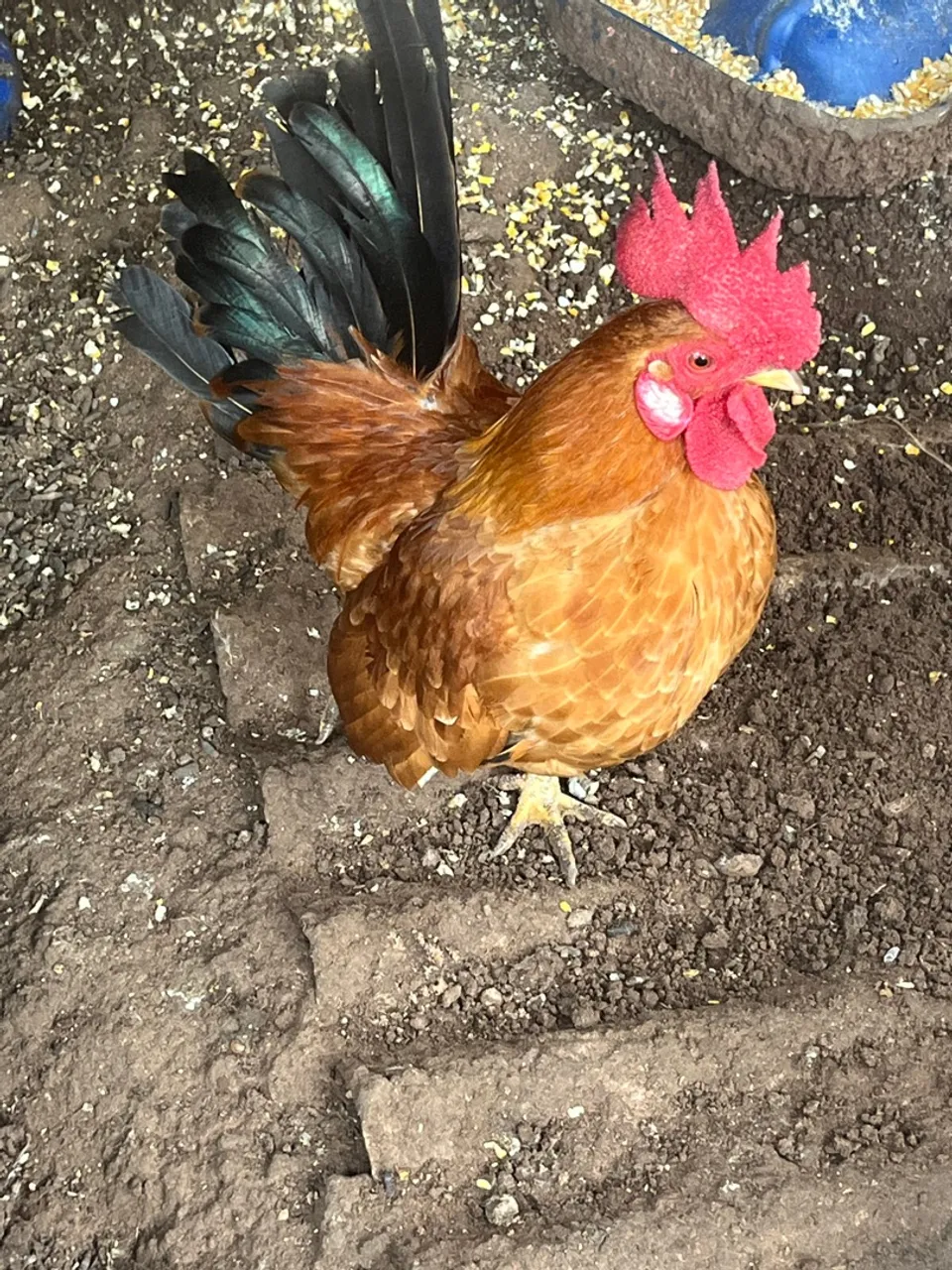 Galo Ornamental - casal de nagazaki