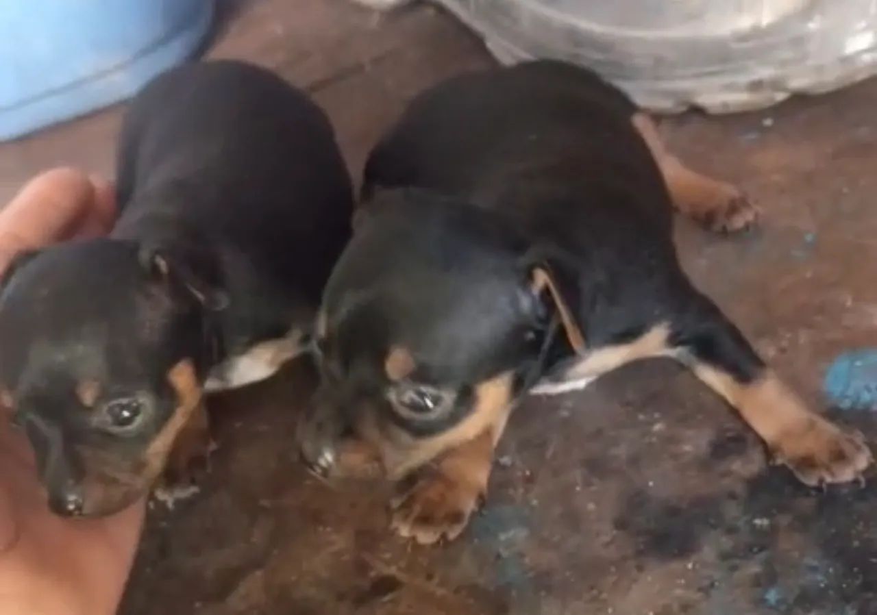 Pinscher ZERO FÊMEA 