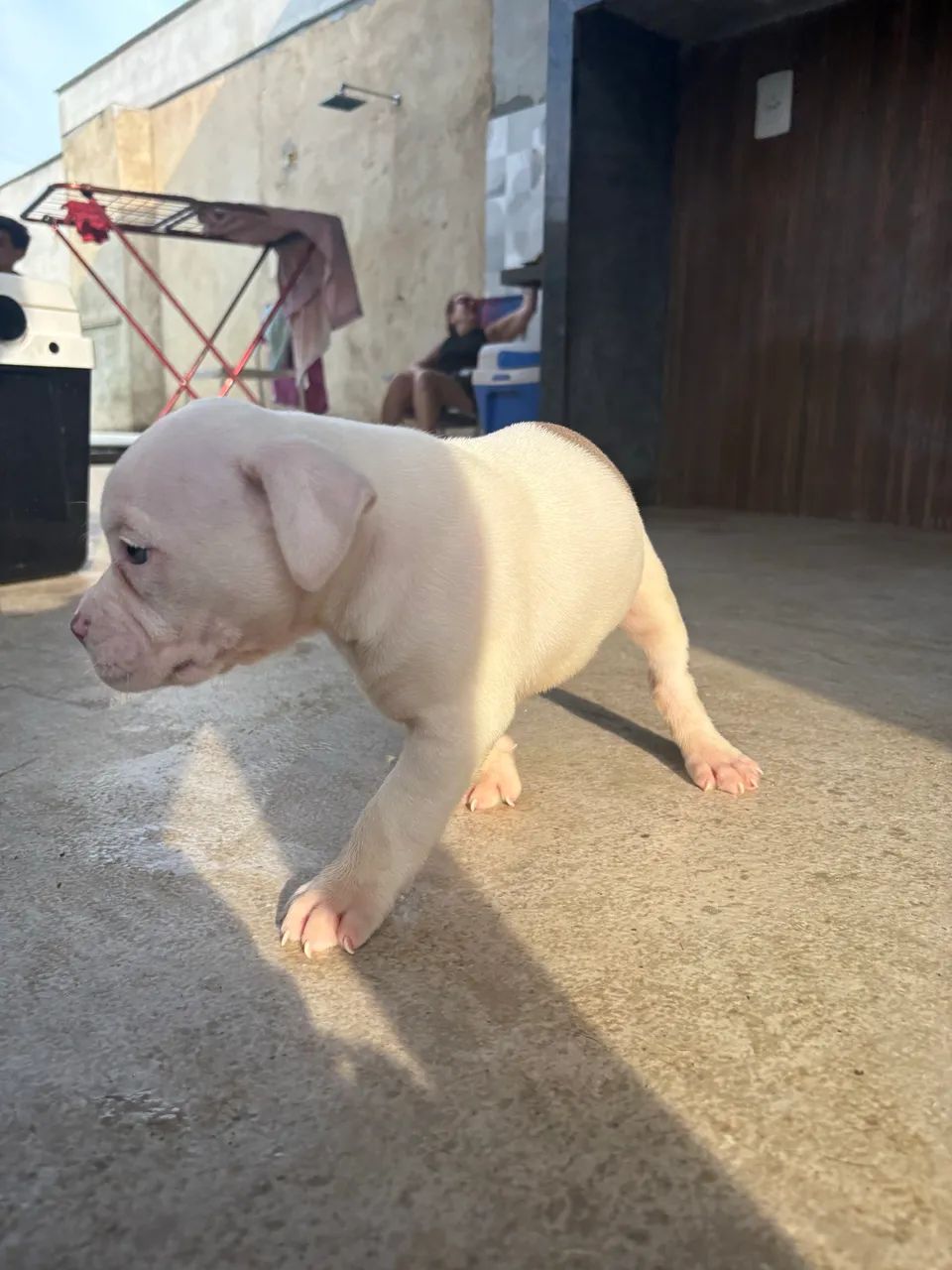 American Bully - Foto 5